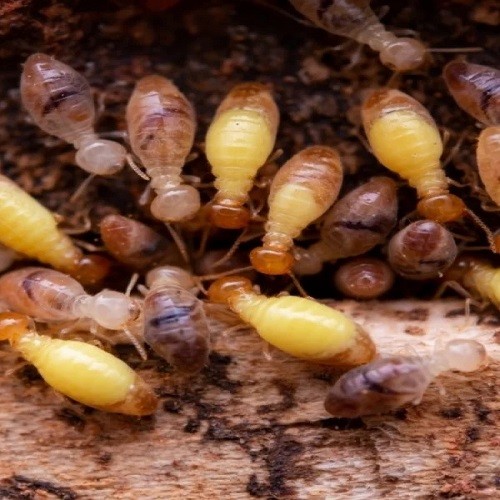 Townsville Termite Specialist photo